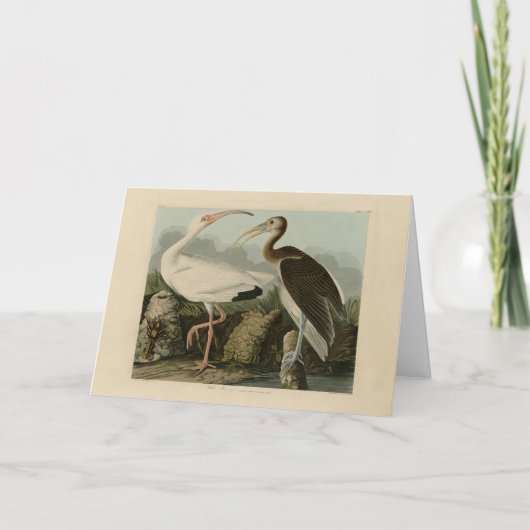 White Ibis - John James Audubon's Birds of America Kaart (Voorkant)