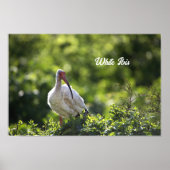 White Ibis Poster (Voorkant)