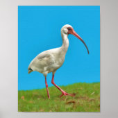 White Ibis Print (Voorkant)