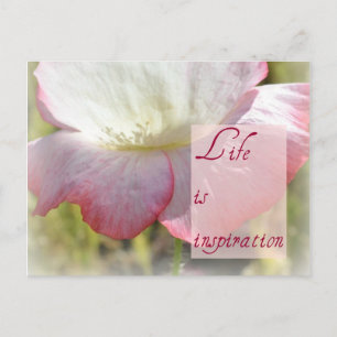 White Iceland Poppy - Life is Inspiration Post Kaa Briefkaart
