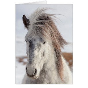 White IJslands Horse Headshot