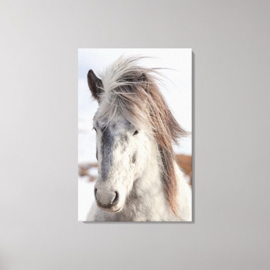 White IJslands Horse Headshot Canvas Afdruk (Voorkant)