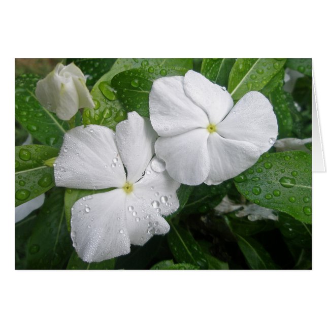 White Impatiens Flowers (Voorkant Horizontaal)