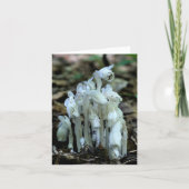 White Indian Pipe Wildflowers Nature  (Devant)