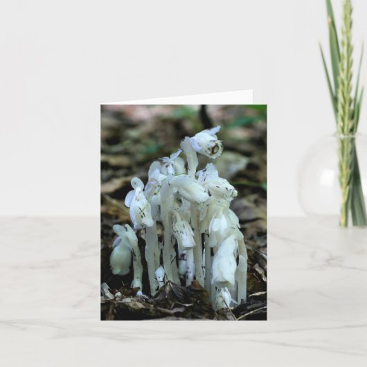 White Indian Pipe Wildflowers Nature  (Devant)