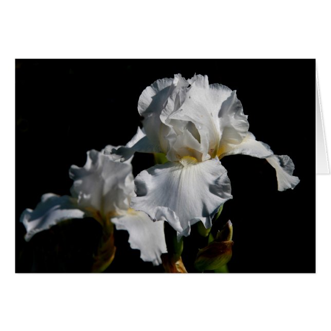 White Iris (Voorkant Horizontaal)