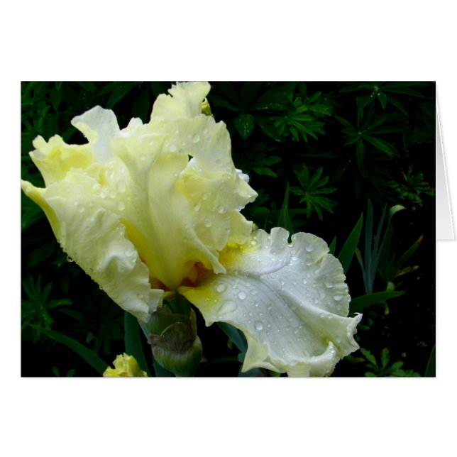 White Iris (Voorkant Horizontaal)