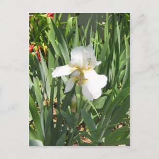 White Iris Briefkaart