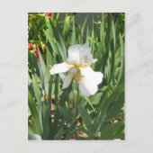 White Iris Briefkaart (Voorkant)