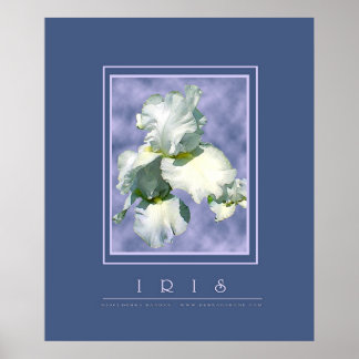 White Iris Poster