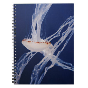 WHITE JELLY FISH NOTITIEBOEK