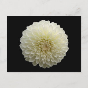 White Jomanda (Dahlia) Briefkaart