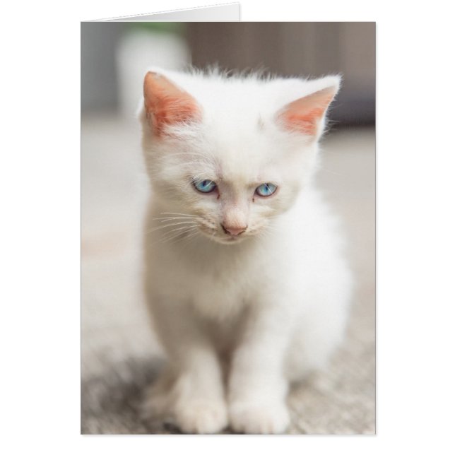White Kitten (Voorkant)
