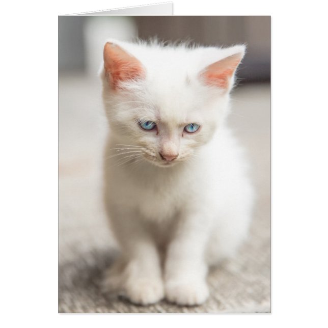 White Kitten (Voorkant)