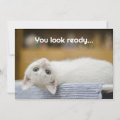 White Kitten Bienvenue Retour aux cartes de messag (Devant)