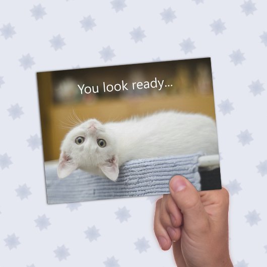 White Kitten Bienvenue Retour aux cartes de messag
