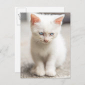 White Kitten Briefkaart (Voorkant / Achterkant)