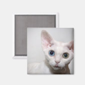 White Kitten Magnet Magneet (Voorkant / Achterkant)