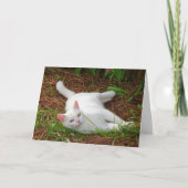 White Kitten op pijnnaalden Kaart (Voorkant)