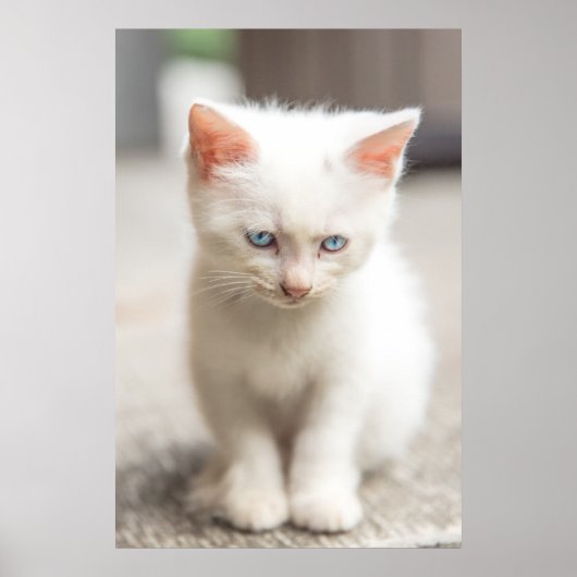 White Kitten Poster (Voorkant)
