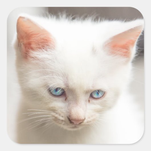 White Kitten Vierkante Sticker (Voorkant)