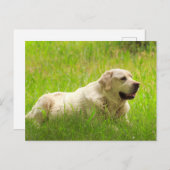 White Labrador Retriever Dog Briefkaart (Voorkant / Achterkant)
