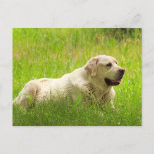 White Labrador Retriever Dog Briefkaart