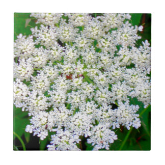 White Lace Hydrangea Tegeltje