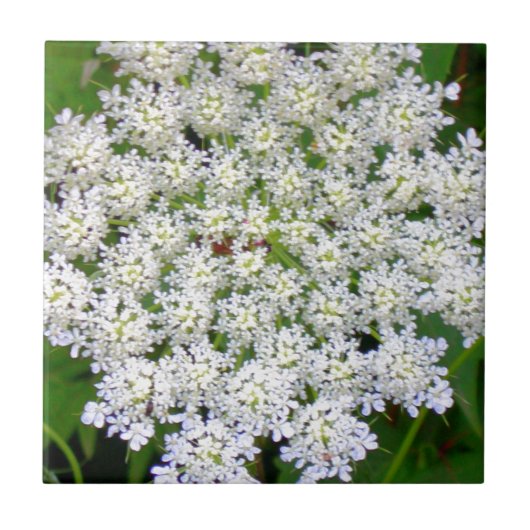 White Lace Hydrangea Tegeltje (Voorkant)