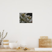 White Lacecap Hydrangea Flowers Poster (Keuken)