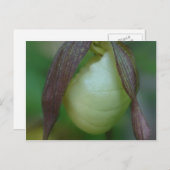 White Lady Slipper Orchid Flower Briefkaart (Voorkant / Achterkant)