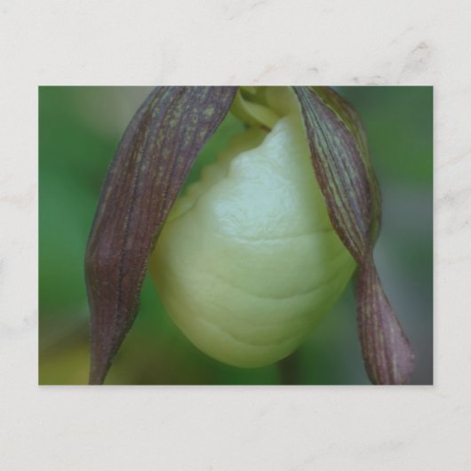White Lady Slipper Orchid Flower Briefkaart (Voorkant)