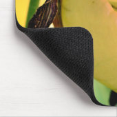 White Lady Slipper Orchid Flower Muismat (Hoek)