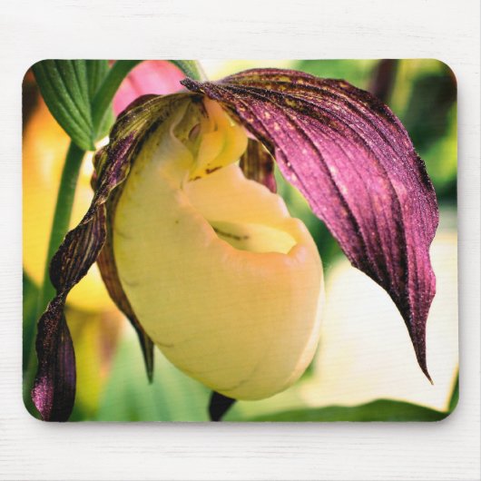White Lady Slipper Orchid Flower Muismat (Voorkant)