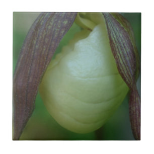 White Lady Slipper Orchid Flower Natuur Tegeltje
