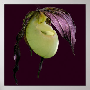 White Lady Slipper Orchid Flower Poster