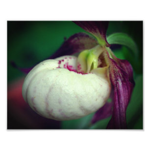 White Lady Slipper Orchidee Flower Close Up 8x10 Foto Afdruk