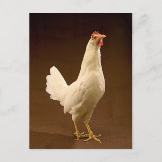 White Leghorn Chicken Briefkaart