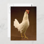 White Leghorn Hen Briefkaart (Voorkant / Achterkant)