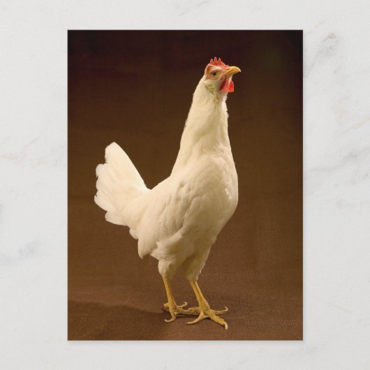 White Leghorn Hen Briefkaart (Voorkant)