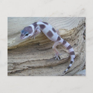 White Leopard Gecko Briefkaart