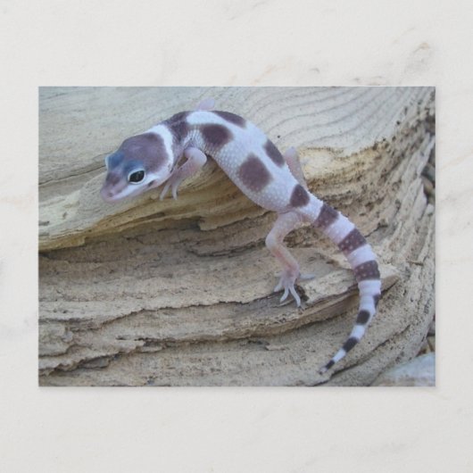 White Leopard Gecko Briefkaart (Voorkant)