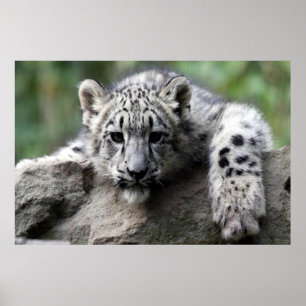 white Leopard poster
