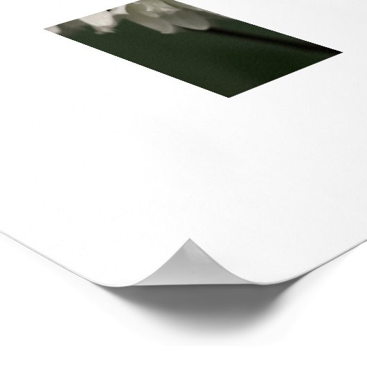 White Lilacs Poster (Hoek)