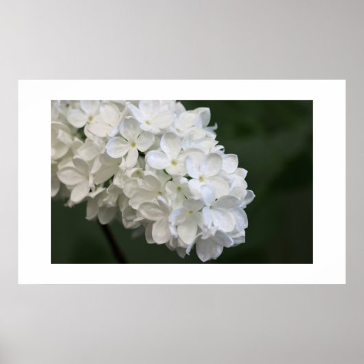White Lilacs Poster (Voorkant)