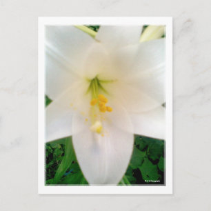 White Lilly Flower Briefkaart