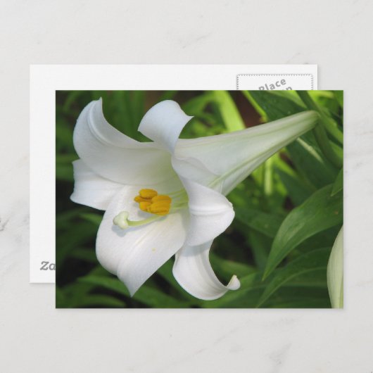 White Lily Briefkaart (Voorkant / Achterkant)