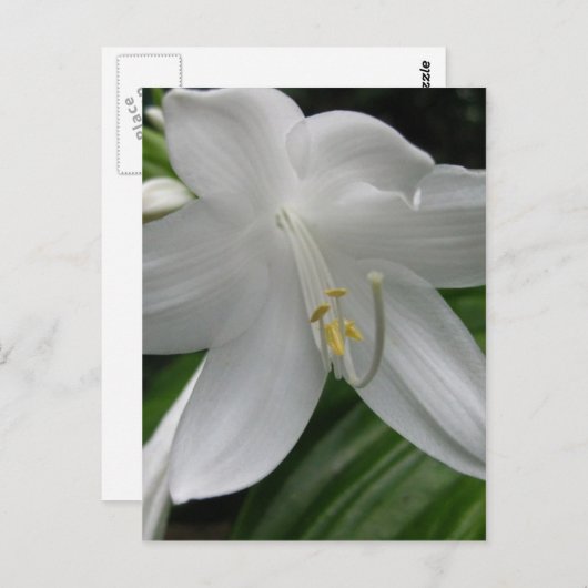 White Lily Briefkaart (Voorkant / Achterkant)
