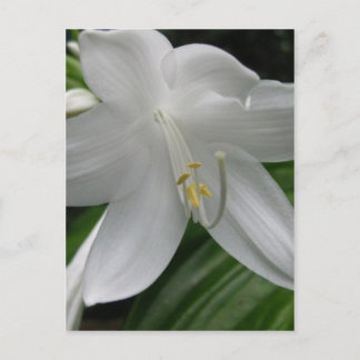 White Lily Briefkaart