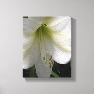 White Lily Canvas Afdruk